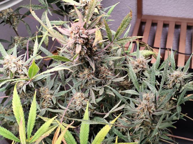 Forbidden Runtz double XL Auto Grower's. Week 13