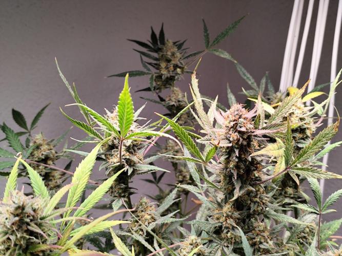 Forbidden Runtz double XL Auto Grower's. Week 13