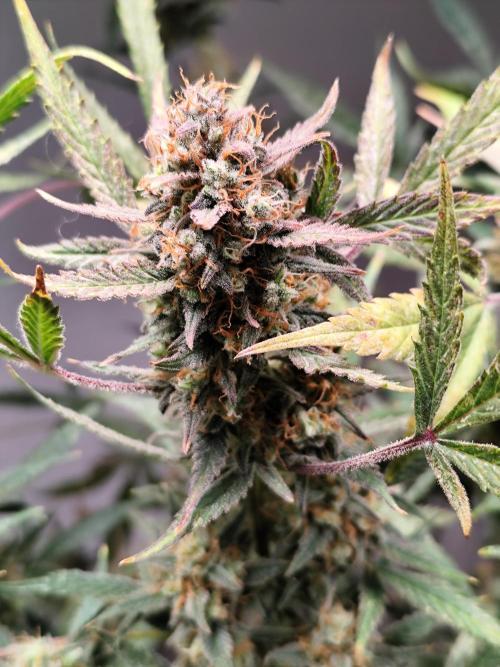 Forbidden Runtz double XL Auto Grower's. Week 13