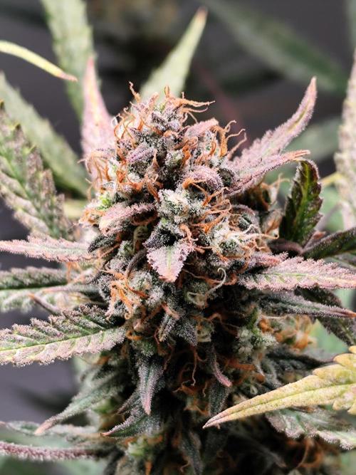 Forbidden Runtz Double XL Auto. Week 13