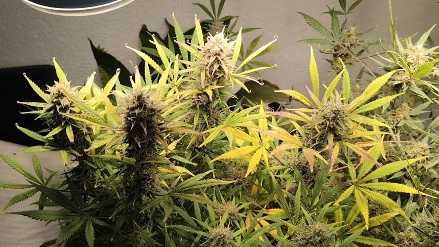 Orange Sherbet Auto von 2Fast4Buds