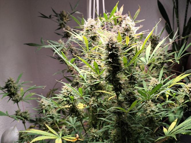 Orange Sherbet Auto von 2Fast4Buds. Week 13