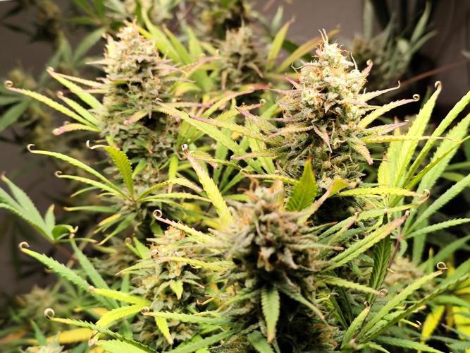 Orange Sherbet Auto von 2Fast4Buds. Week 13