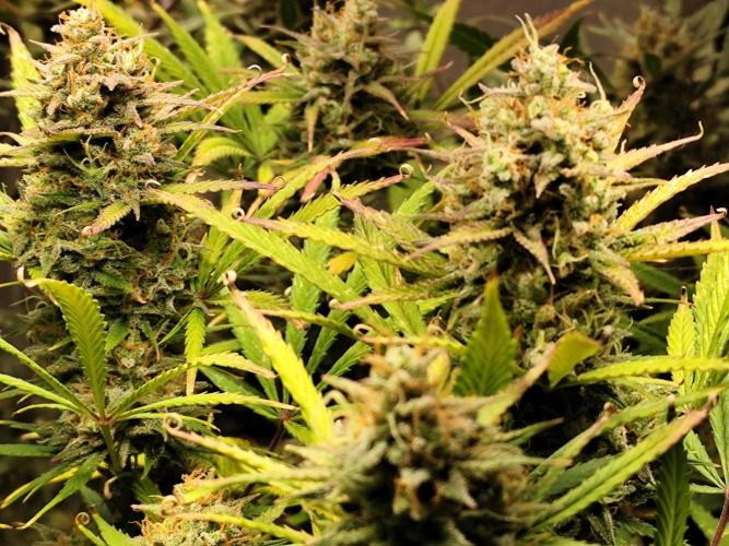 Orange Sherbet Auto von 2Fast4Buds. Week 13