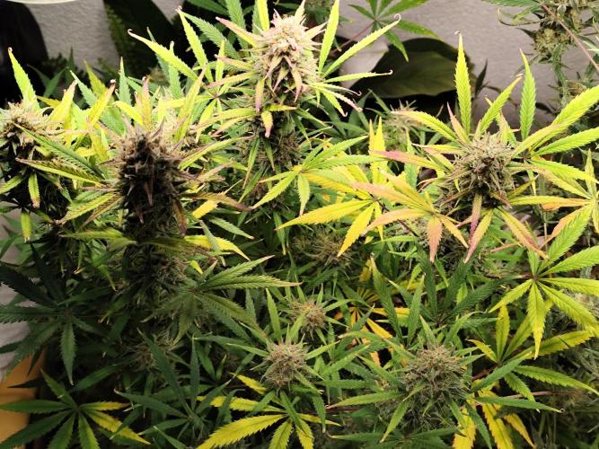 Orange Sherbet Auto von 2Fast4Buds. Week 13