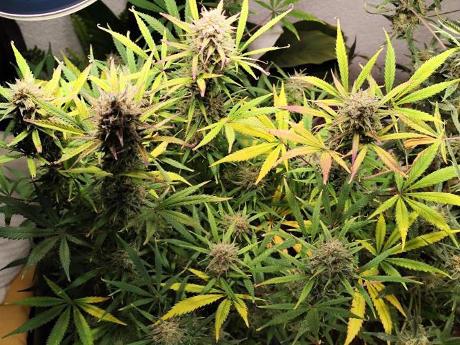 Orange Sherbet Auto von 2Fast4Buds. Week 13