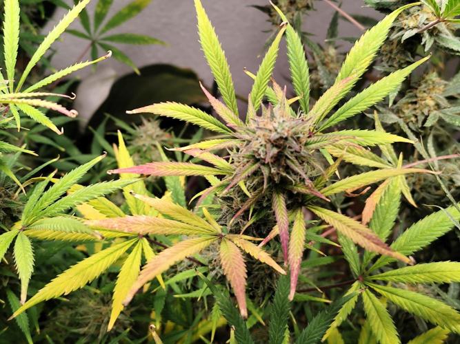 Orange Sherbet Auto von 2Fast4Buds. Week 13