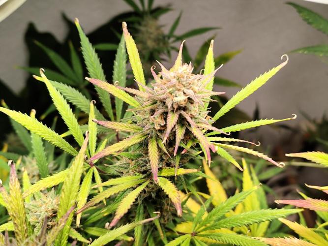 Orange Sherbet Auto von 2Fast4Buds. Week 13