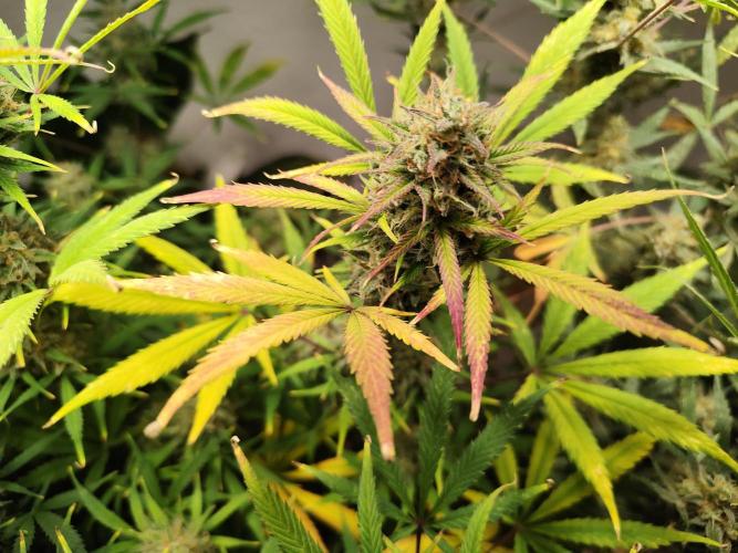 Orange Sherbet Auto von 2Fast4Buds. Week 13