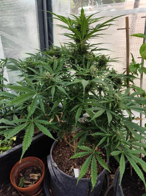Auto Jack  von Paradise Seeds. Week 13 - Tag 97