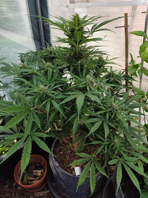 Auto Jack  von Paradise Seeds. Week 13