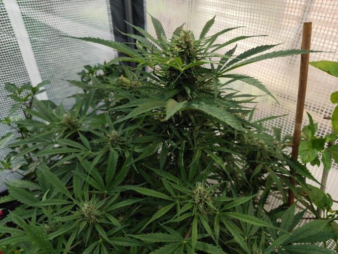 Auto Jack  von Paradise Seeds. Week 13