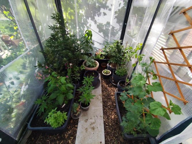 Greenhouse Summer Outdoor Grow 2026. Week 6 - Tag 42