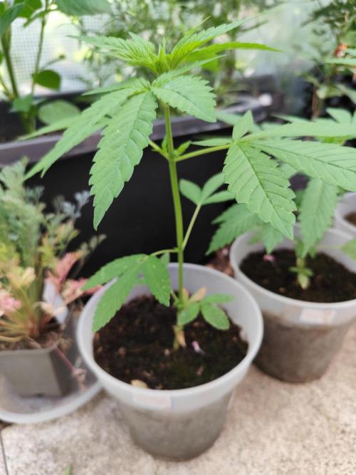 Greenhouse Summer Outdoor Grow 2026. Week 6