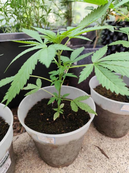 Greenhouse Summer Outdoor Grow 2026. Week 6