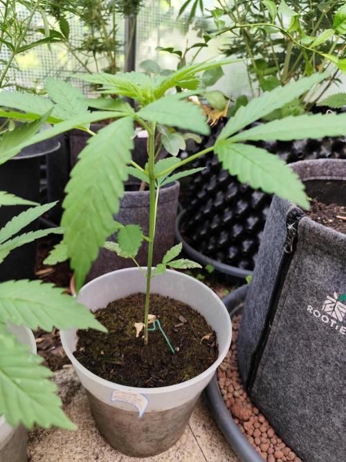 Greenhouse Summer Outdoor Grow 2026. Week 6