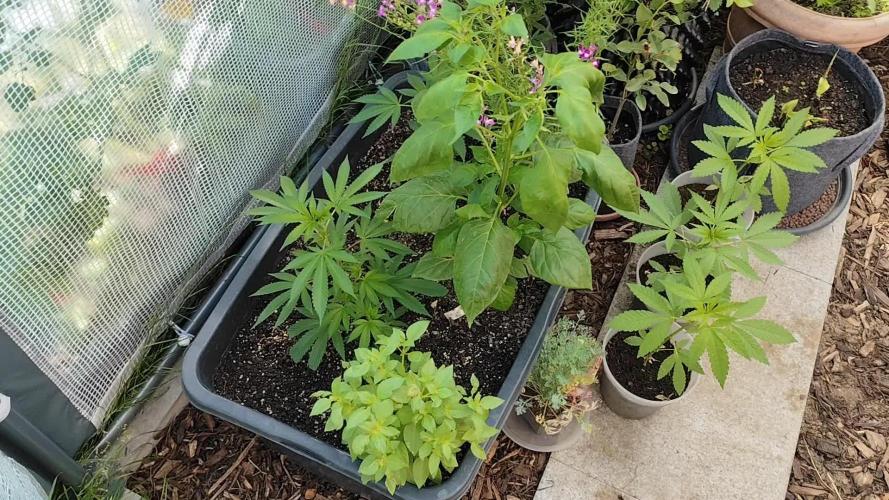 Greenhouse Summer Outdoor Grow 2026