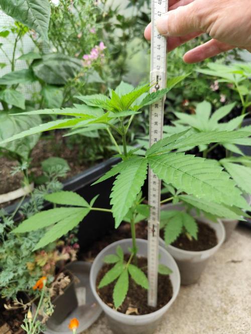 Greenhouse Summer Outdoor Grow 2026. Week 6 - Tag 48