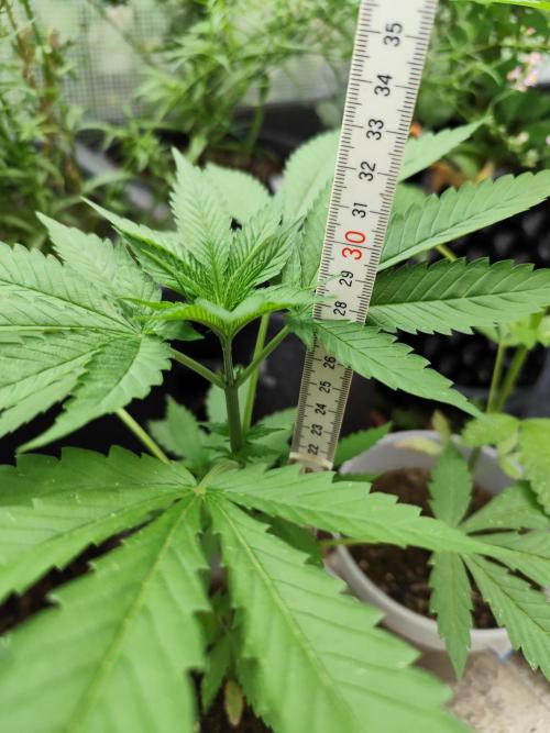 Greenhouse Summer Outdoor Grow 2026. Week 6