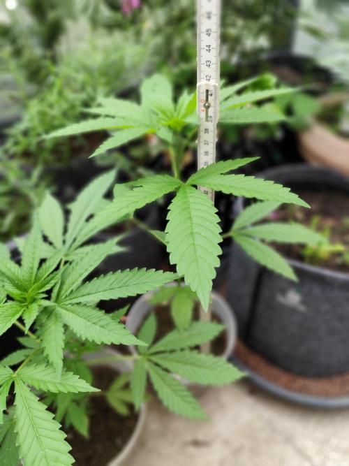 Greenhouse Summer Outdoor Grow 2026. Week 6