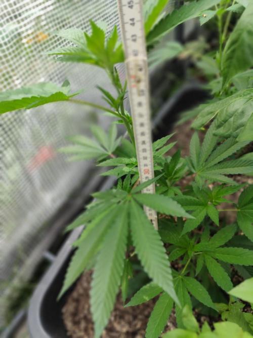 Greenhouse Summer Outdoor Grow 2026. Week 6