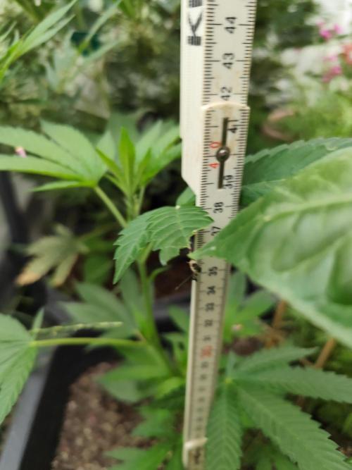 Greenhouse Summer Outdoor Grow 2026. Week 6