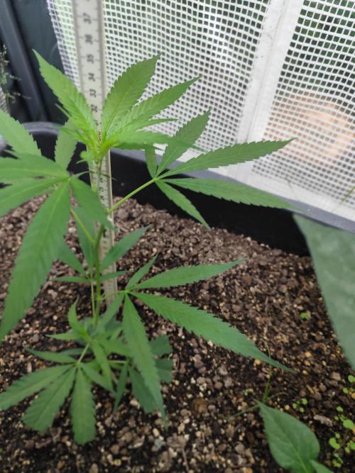 Greenhouse Summer Outdoor Grow 2026. Week 6