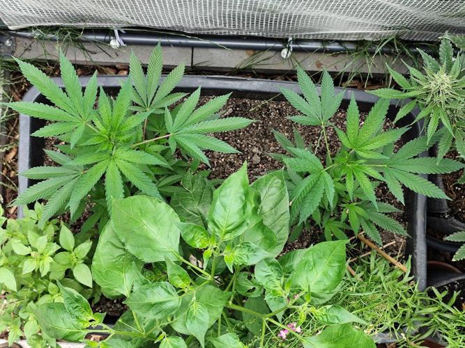 Greenhouse Summer Outdoor Grow 2026. Week 6