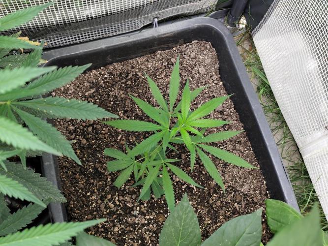 Greenhouse Summer Outdoor Grow 2026. Week 6
