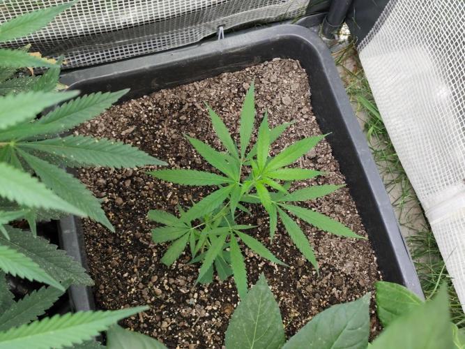 Greenhouse Summer Outdoor Grow 2026. Week 6