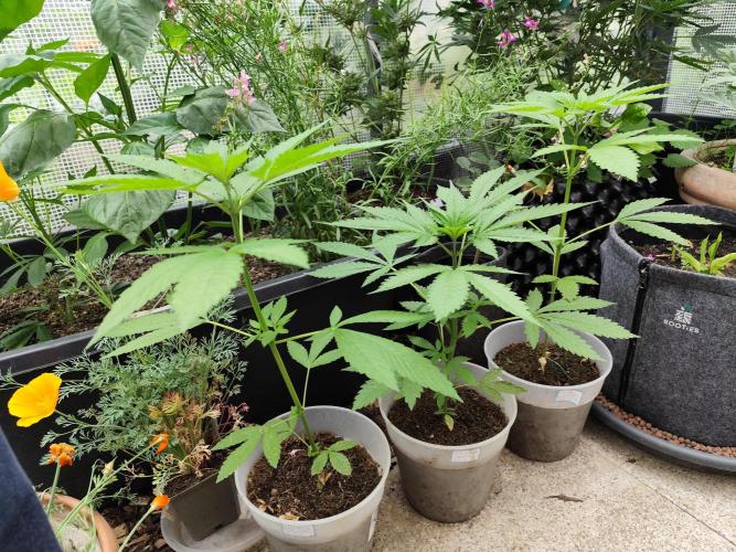 Greenhouse Summer Outdoor Grow 2026. Week 6