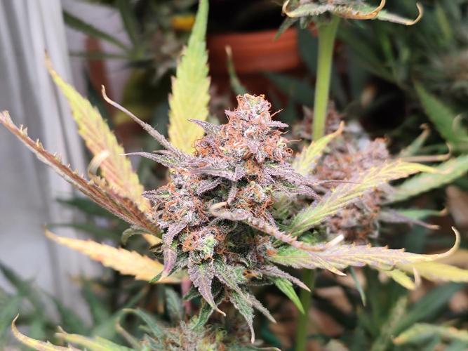 Howling Haze Automatic First Edition. Week 16
