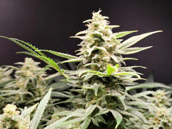 Sunset Sherbet Automatic von Zamnesia Seeds. Week 12