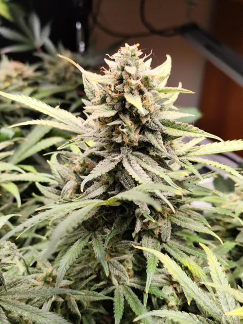 Sunset Sherbet Automatic von Zamnesia Seeds. Week 12