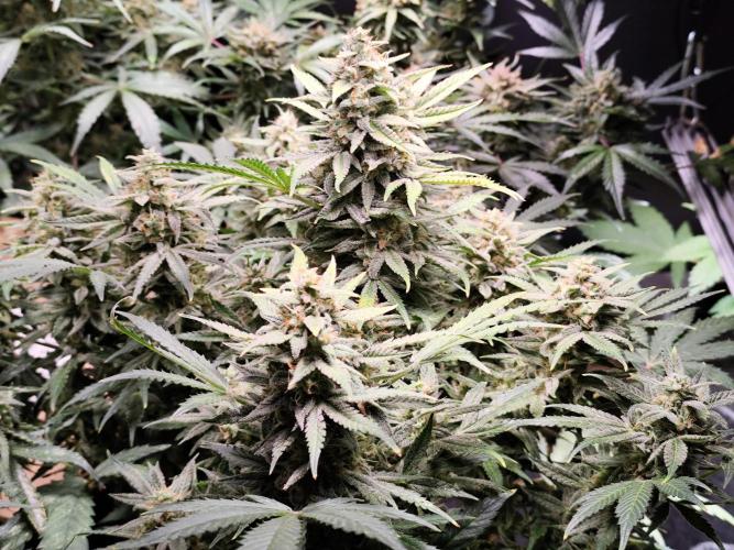 Sunset Sherbet Automatic von Zamnesia Seeds. Week 12