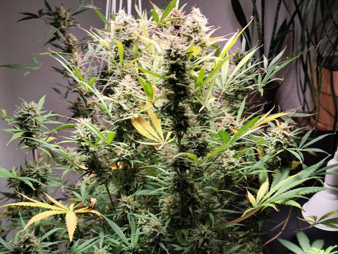 Forbidden Runtz double XL Auto Grower's. Week 14 - Tag 98