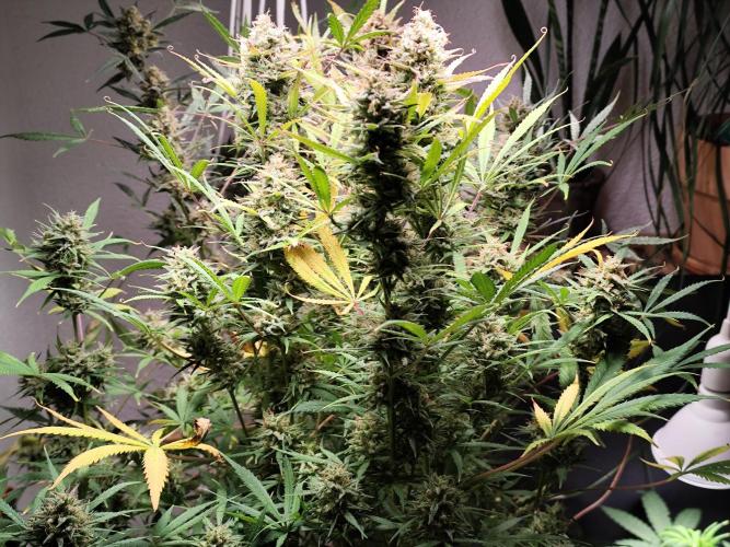 Forbidden Runtz double XL Auto Grower's. Week 14