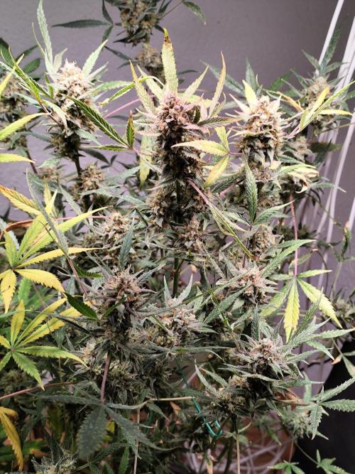 Forbidden Runtz double XL Auto Grower's. Week 14