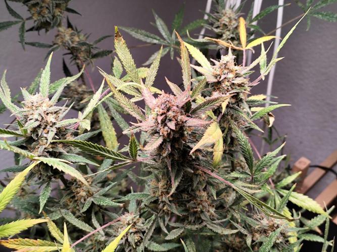 Forbidden Runtz double XL Auto Grower's. Week 14