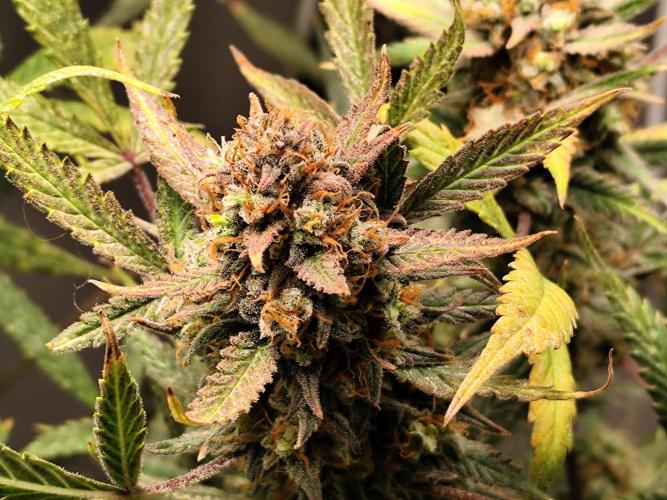 Forbidden Runtz double XL Auto Grower's. Week 14