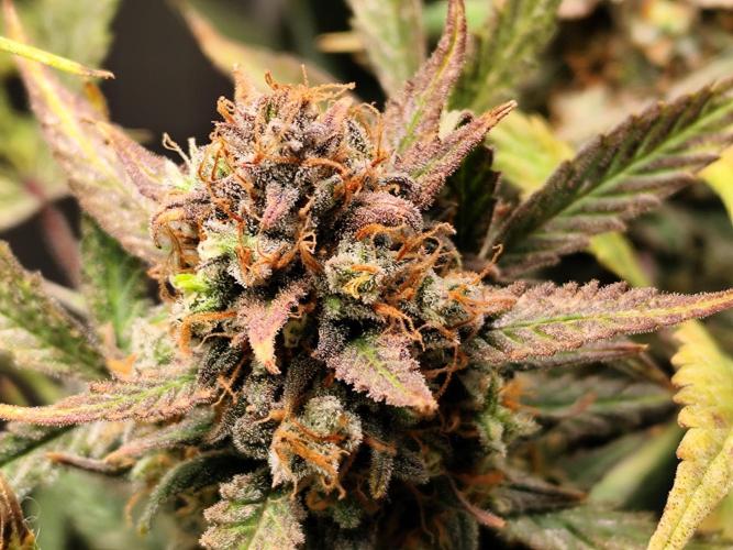Forbidden Runtz double XL Auto Grower's. Week 14
