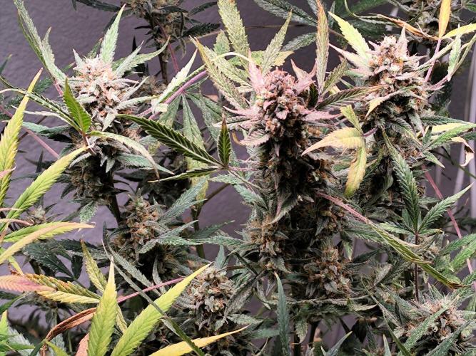 Forbidden Runtz double XL Auto Grower's. Week 14