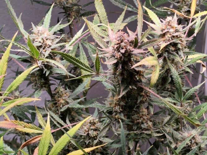 Forbidden Runtz double XL Auto Grower's. Week 14