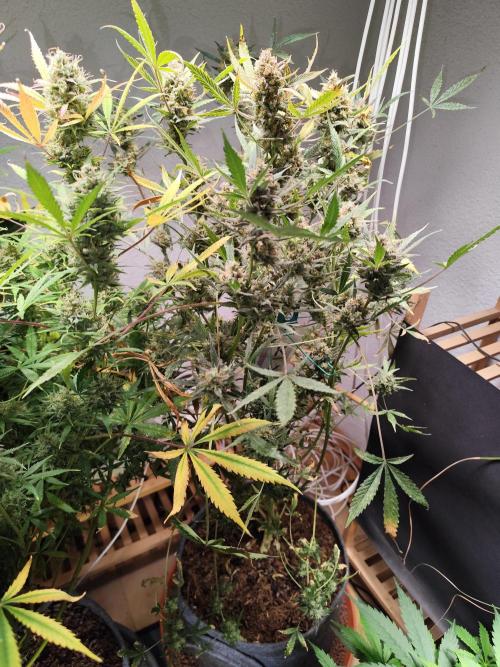 Forbidden Runtz double XL Auto Grower's. Week 14 - Tag 101