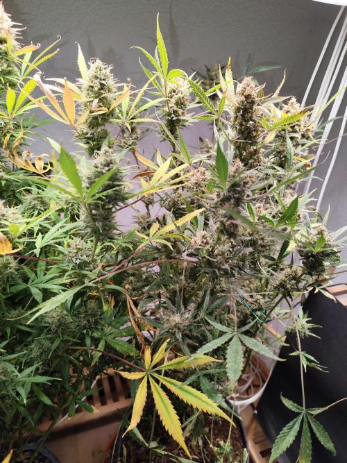 Forbidden Runtz double XL Auto Grower's. Week 14