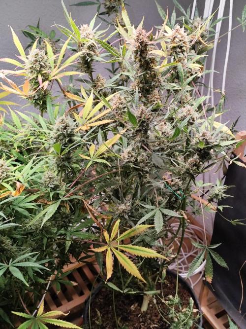 Forbidden Runtz double XL Auto Grower's. Week 14