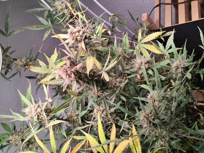 Forbidden Runtz double XL Auto Grower's. Week 14