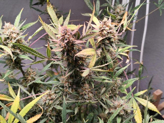 Forbidden Runtz double XL Auto Grower's. Week 14
