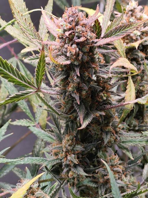 Forbidden Runtz double XL Auto Grower's. Week 14