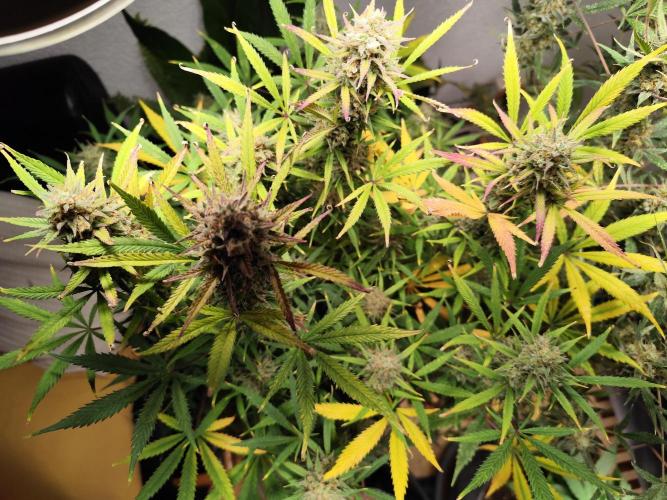 Orange Sherbet Auto von 2Fast4Buds. Week 14 - Tag 98